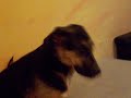 Hundekampf *g*