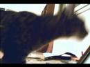 Ben the Cat 2