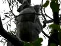 Koalas sur Magnetic Island, Queensland.