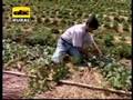 Producción de melón