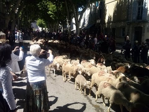 Transhumance 2