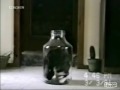 Cat in the jar