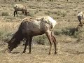 Protecting Wolves in the Rocky Mountains (with audio) Protecting Wolves in the Rocky Mountains (with audio)