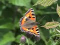 Bushcraft, Wildlife & Tracking - A Year in Review 2008