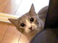 Stalking-Cat-Rehears