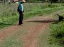 canilcaraibas.com