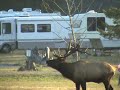 On the way back from San Francisco, Tony and I are almost home along beautiful Highway 101 thru the redwoods and she gets to capture the Klammath Elk herd in September, 2007