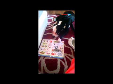 Pitbull z brýlemi a novinami