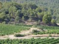 PAISAJES EN LA SENCILLEZ. BODEGA CÉRVOLES. MAR GALVÁN