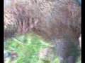 Laith Tywal Hunter FHEIS