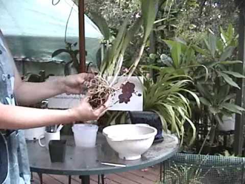 how to replant a cattleya orchid