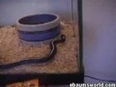 ratinho ninja x cobra
