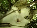 Sparky the Super Cat..