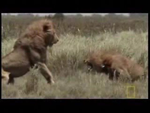 The Male African Lion