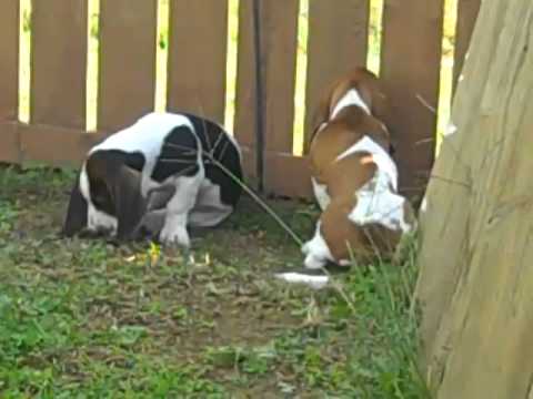 Red and White Female Basset Hound Puppy