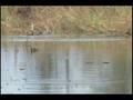 videos de STROLLIN WITH NOLAN IN THE OUTDOORS & CHESTER THE TALKING GATOR