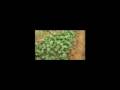 Biogas Digester Part 2