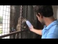 Les,singes,sur