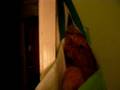 videos de gato durmiendo en bolsa