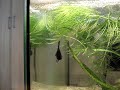 repro de betta
