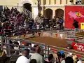 Pigs Racing