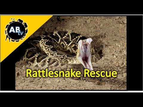 YouTube reptile video