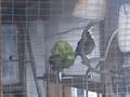 videos de goldfinch mules eating broccalli