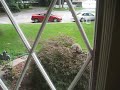 Video Squirrel Jumping into Window
