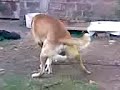 un perro degenerado