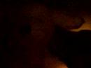 dorago part 16