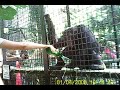 шимпанзе пьют пиво.AVI