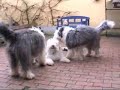 Racy Rascals - Audrey (Kimba) back home for the first time