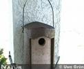 Black Redstart - Hausrotschwanz