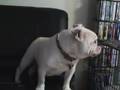 Bulldog Inglés video