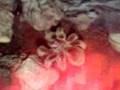 Meine Grammostola rosea bei der Körperpflege