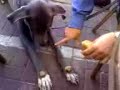 Great Dane knows tricks Great Dane knows tricks