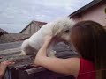 Gato no telhado? Não é cachorro mesmo, kkk
