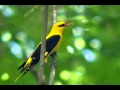 Голоса птиц - Иволга.( Oriolus oriolus)