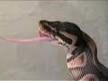 SnakeBytesTV-- Bigfoot of Ball Pythons \"Super Lori Ball\" SnakeBytesTV-- Bigfoot of Ball Pythons \"Super Lori Ball\"