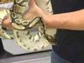 SnakeBytesTV-- Bigfoot of Ball Pythons Super Lori Ball