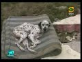 terremoto perú: animales sobrevivientes