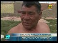 terremoto perú: animales sobrevivientes