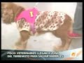 terremoto perú: animales sobrevivientes