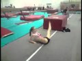Michelle Purves - Montage