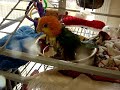 Caique taking a bath