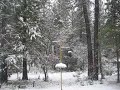 Birds feeding during a Concow snow Birds feeding during a Concow snow