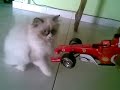 Cat & F1