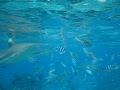 Shark Dive Insanity