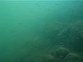 videos de 2008 11 30  plongée des fous et fuites 038