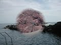 The Azores - Faial